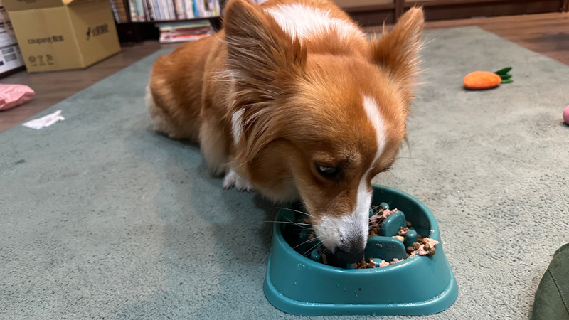 女人知己試用大隊,口碑行銷,部落客行銷,自然食 成長機能主食餐包,自然食,成長機能狗狗主食餐包,成長機能貓咪主食餐包,滿足毛孩最單純的幸福,人食等級食材,開封即食,綿密的肉泥狀質地,好吸收,無膠類,無色素,無防腐劑的添,維持腸道健康,添加DHA/靈芝多醣體,使用高優質蛋白,適口性佳,狗狗口味,犬用營養火雞,犬用嫩雞牛肉,貓咪口味,貓用營養嫩雞,貓用嫩雞鮪魚